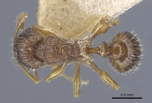 Tetramorium dogieli specimen CASENT0917057 image casent0917057_1