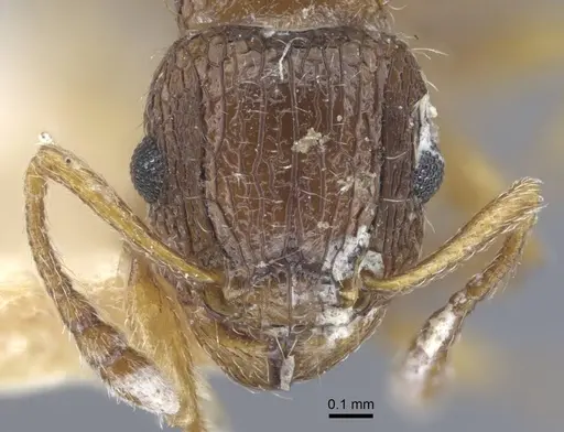 Tetramorium dogieli specimen CASENT0917057 image casent0917057_2