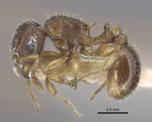 Tetramorium dogieli specimen CASENT0917057 image casent0917057_3