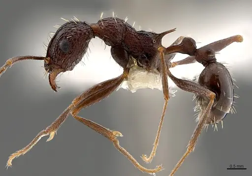 Tetramorium dolichosum specimen CASENT0810166 image casent0810166_1