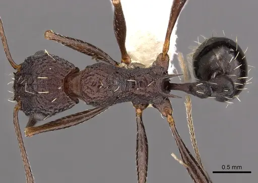 Tetramorium dolichosum specimen CASENT0901194 image casent0901194_1