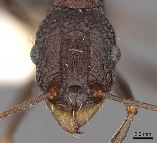 Tetramorium dolichosum specimen CASENT0901194 image casent0901194_2