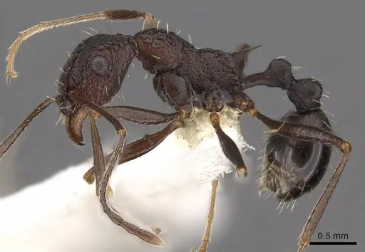 Tetramorium dolichosum specimen CASENT0901194 image casent0901194_3