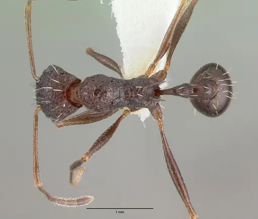 Tetramorium dolichosum specimen CASTYPE13388 image castype13388_1