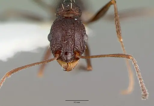Tetramorium dolichosum specimen CASTYPE13388 image castype13388_2
