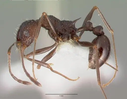 Tetramorium dolichosum specimen CASTYPE13388 image castype13388_3