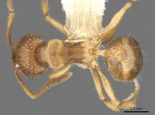 Tetramorium dominum specimen CASENT0901240 image casent0901240_1