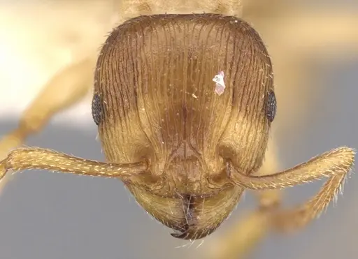 Tetramorium dominum specimen CASENT0901240 image casent0901240_2
