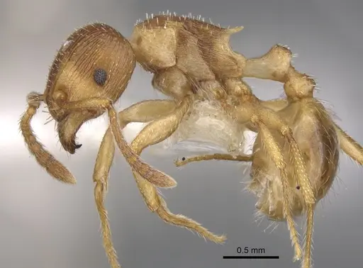 Tetramorium dominum specimen CASENT0901240 image casent0901240_3