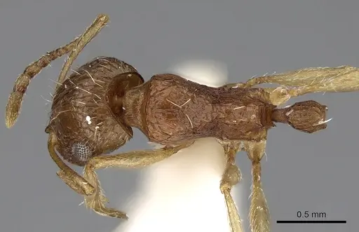Tetramorium doriae specimen CASENT0280911 image casent0280911_1