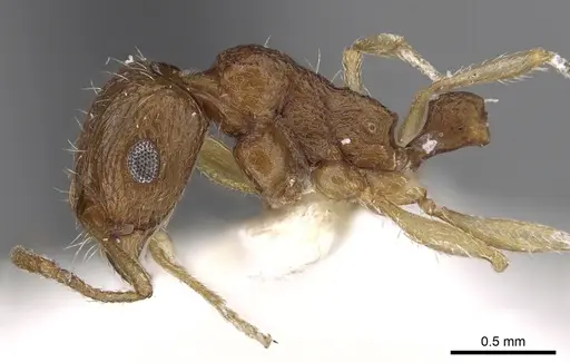 Tetramorium doriae specimen CASENT0280911 image casent0280911_3