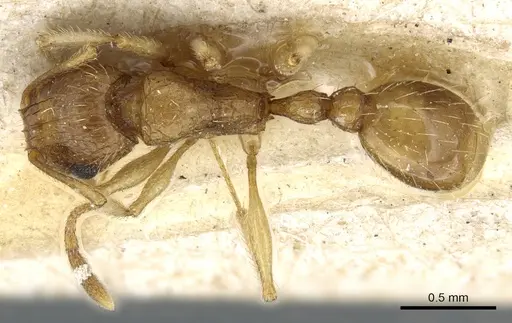 Tetramorium doriae specimen CASENT0904844 image casent0904844_1