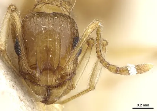 Tetramorium doriae specimen CASENT0904844 image casent0904844_2