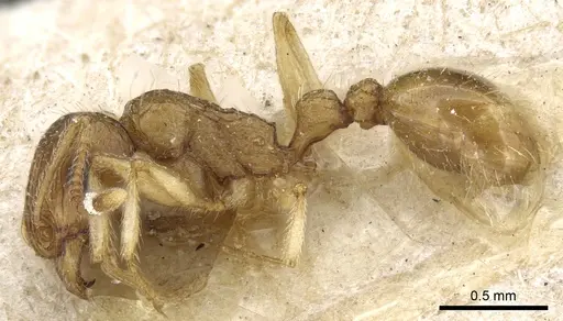 Tetramorium doriae specimen CASENT0904844 image casent0904844_3