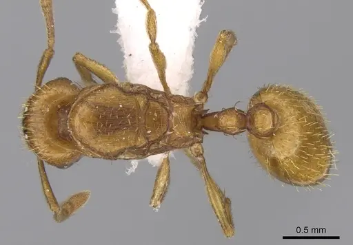 Tetramorium doriae specimen CASENT0906438 image casent0906438_1