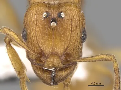 Tetramorium doriae specimen CASENT0906438 image casent0906438_2