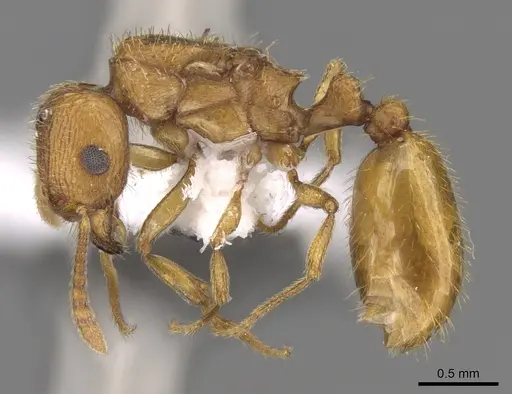 Tetramorium doriae specimen CASENT0906438 image casent0906438_3