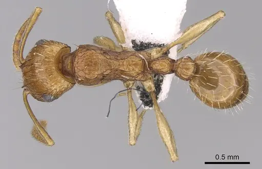 Tetramorium doriae specimen CASENT0906488 image casent0906488_1