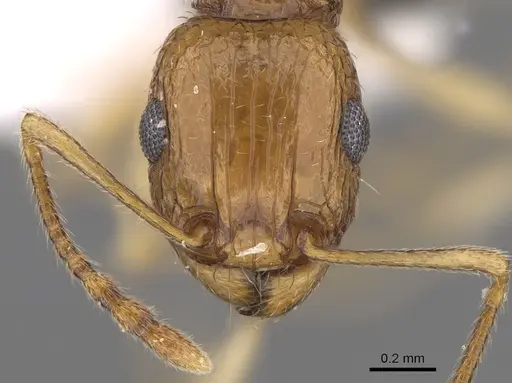 Tetramorium doriae specimen CASENT0906488 image casent0906488_2