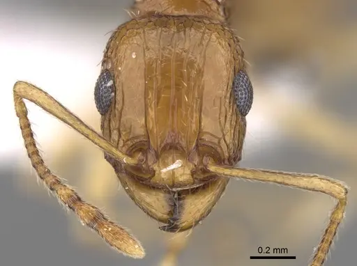 Tetramorium doriae specimen CASENT0906488 image casent0906488_3