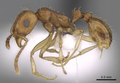 Tetramorium doriae specimen CASENT0906488 image casent0906488_4
