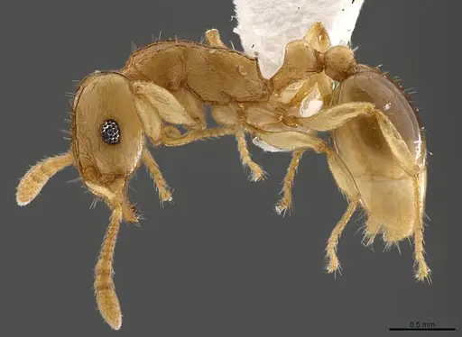 Tetramorium dumezi specimen CASENT0746067 image casent0746067_1