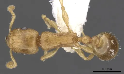 Tetramorium dumezi specimen CASENT0901236 image casent0901236_1