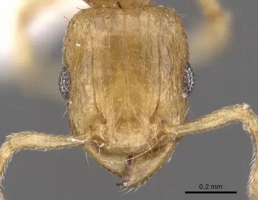 Tetramorium dumezi specimen CASENT0901236 image casent0901236_2