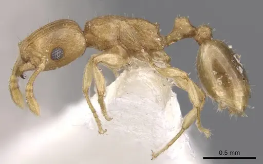 Tetramorium dumezi specimen CASENT0901236 image casent0901236_3