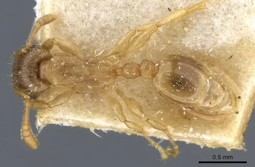 Tetramorium dumezi specimen CASENT0904834 image casent0904834_1