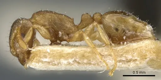 Tetramorium dumezi specimen CASENT0904834 image casent0904834_3