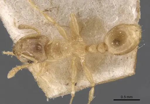 Tetramorium dumezi specimen CASENT0909117 image casent0909117_1
