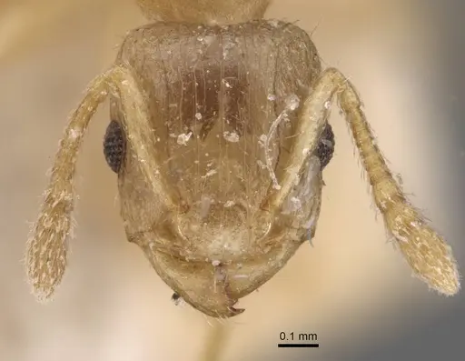 Tetramorium dumezi specimen CASENT0909117 image casent0909117_2