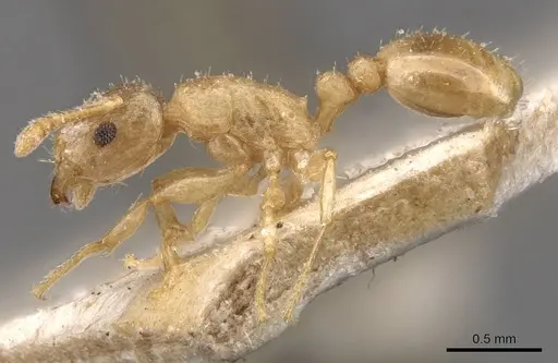 Tetramorium dumezi specimen CASENT0909117 image casent0909117_3