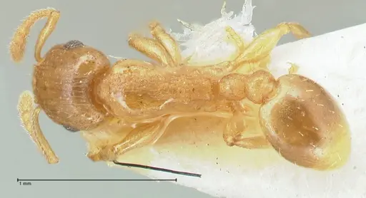 Tetramorium dumezi specimen FOCOL2098 image focol2098_1