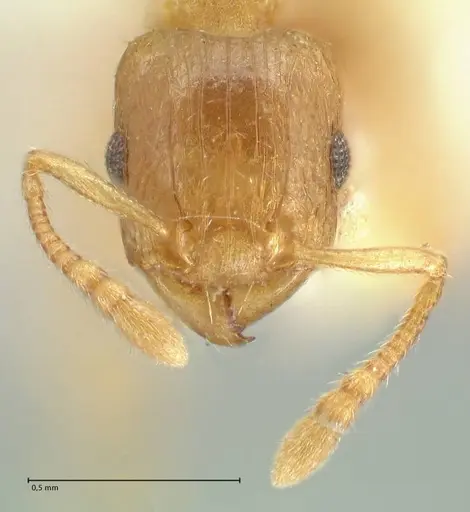 Tetramorium dumezi specimen FOCOL2098 image focol2098_2