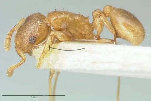 Tetramorium dumezi specimen FOCOL2098 image focol2098_3