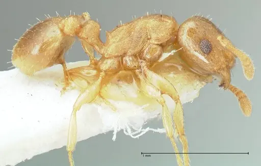 Tetramorium dumezi specimen FOCOL2098 image focol2098_4