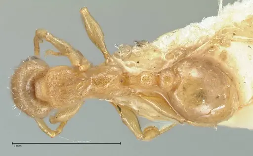Tetramorium dumezi specimen FOCOL2099 image focol2099_1