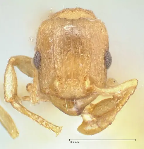 Tetramorium dumezi specimen FOCOL2099 image focol2099_2