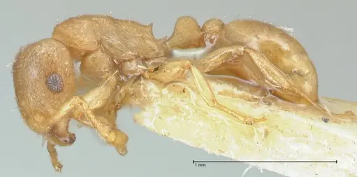 Tetramorium dumezi specimen FOCOL2099 image focol2099_3