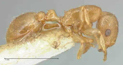 Tetramorium dumezi specimen FOCOL2099 image focol2099_4