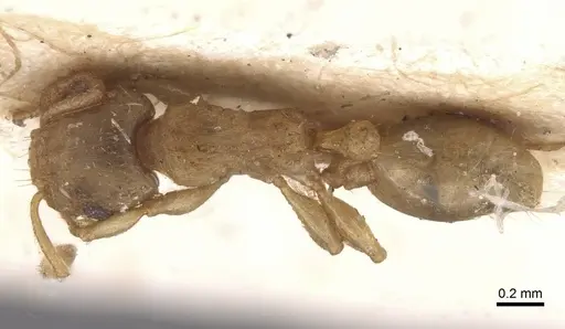 Tetramorium dumezi specimen RMCAENT000017788 image rmcaent000017788_1