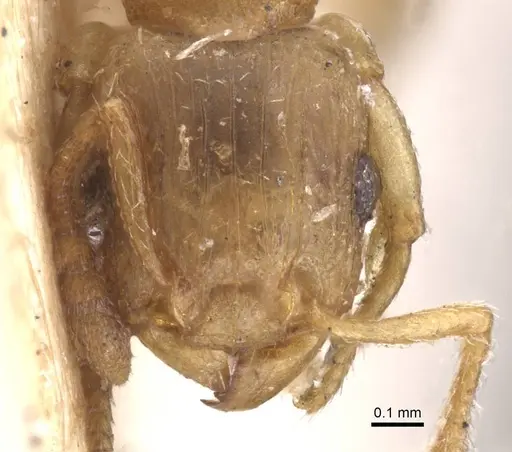 Tetramorium dumezi specimen RMCAENT000017788 image rmcaent000017788_2