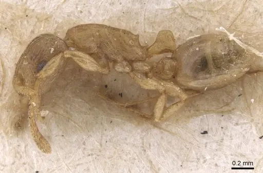 Tetramorium dumezi specimen RMCAENT000017788 image rmcaent000017788_3