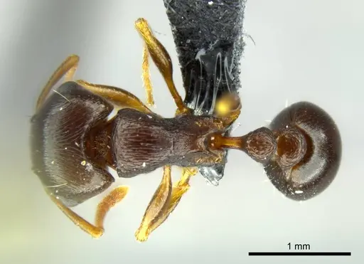 Tetramorium duncani specimen SAM-HYM-C027003 image sam-hym-c027003_1