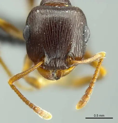 Tetramorium duncani specimen SAM-HYM-C027003 image sam-hym-c027003_2