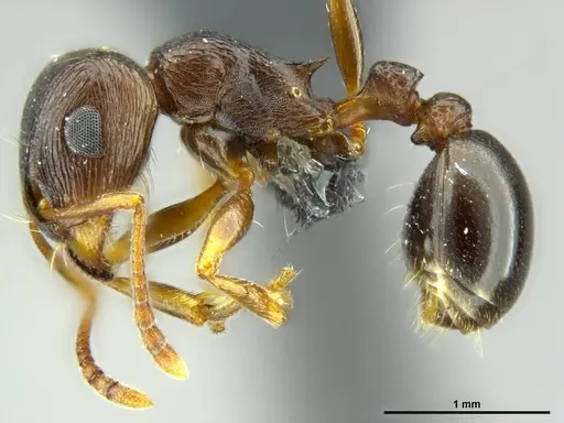 Tetramorium duncani specimen SAM-HYM-C027003 image sam-hym-c027003_3