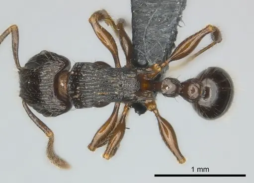Tetramorium dysalum specimen CASENT0037931 image casent0037931_1