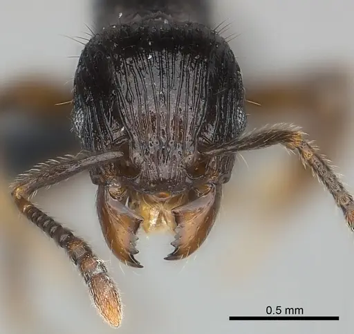 Tetramorium dysalum specimen CASENT0037931 image casent0037931_2